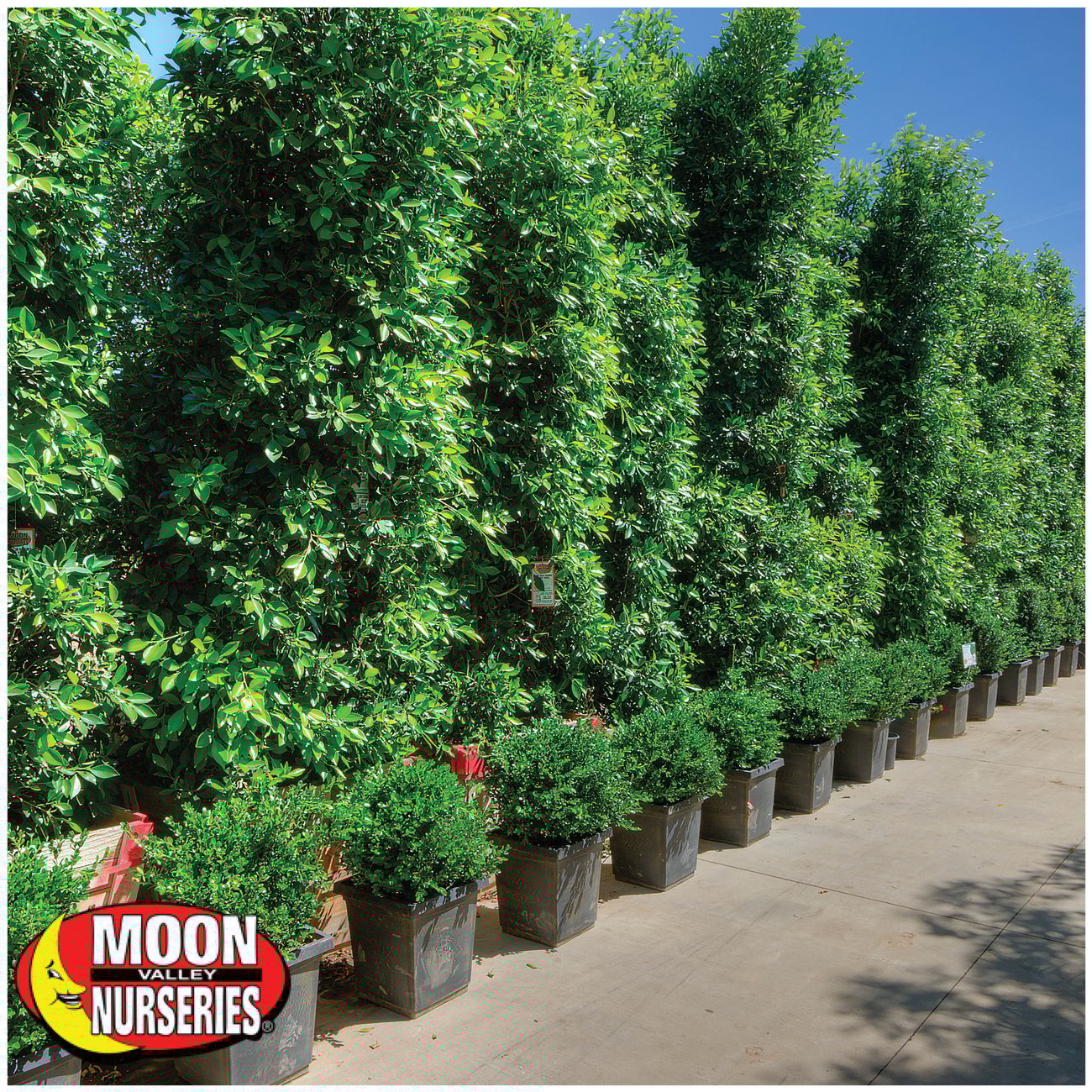 AZ Tree of The Week Indian Laurel Column